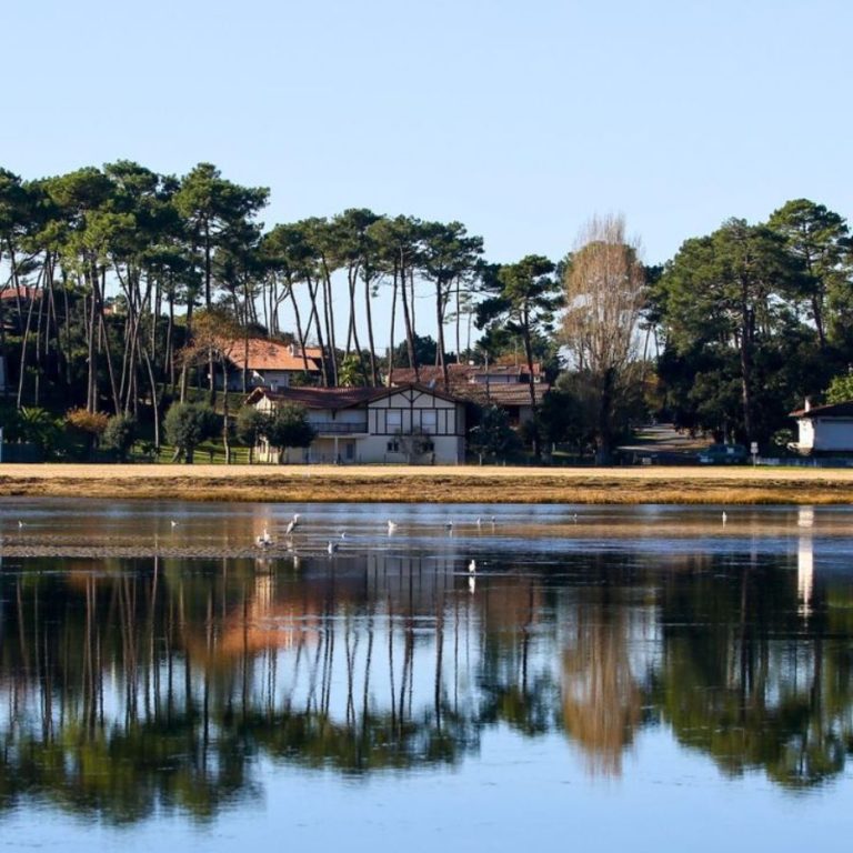 Balade en paddle sur le Lac d'Hossegor, vue sur la rive et les pins